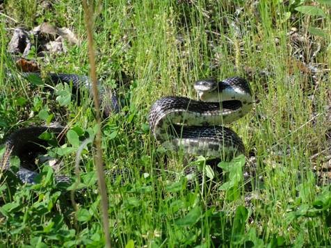 image of Large Snake in Grass